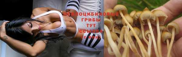 apvp Богородицк